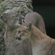 Illustration for article titled ZOMG BABY MOUNTAIN LION EXTRAVAGANZA!!!